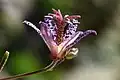 Blüte von der Seite