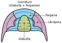 Unterteilung des Kopfschildes in Cranidium und Freiwangen durch die Gesichtsnaht und isolierte Freiwange von Hydrocephalus als Häutungsrest