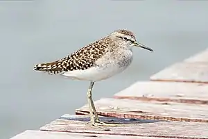 Bruchwasserläufer