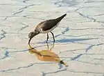 Waldwasserläufer