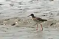 Rotschenkel