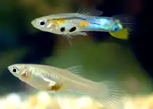 Guppy: unten Weibchen, oben Männchen mit Gonopodium