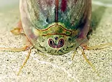 Abb.&nbsp;17 Triops, Krebs mit zwei nierenförmigen Komplexaugen und einem Ocellus dazwischen