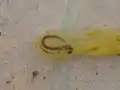 Ein schlupfreifer Embryo