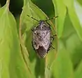 Spitzbauchwanze (Troilus luridus)