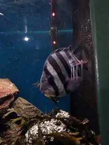 Ein etwa 15 cm langer Gestreifter Schnabelbarsch in einem Aquarium