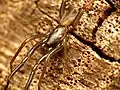 Männchen von Ariadna bicolor aus der Familie der Fischernetzspinnen (Segestriidae)
