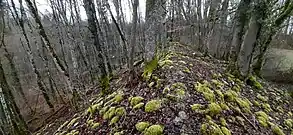 Blick nach Norden: vorgeschichtlicher Wall im Westen