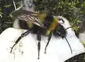 Gartenhummel auf Rotem Fingerhut