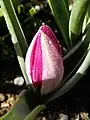 ‘Persian Pearl’
