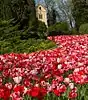 Tulpenblüte