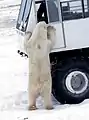 Eisbär am Tundra Buggy