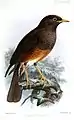 Turdus poliocephalus javanicus Verbreitung: Java