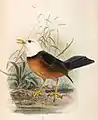 Turdus poliocephalus niveiceps Verbreitung: Taiwan