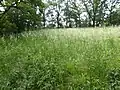 Plateau des Turmhügels Zanklau