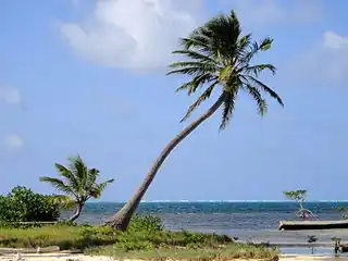 Douglas Key (West)