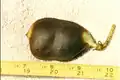 Frucht von Tylosema esculenta