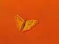 Schmetterling mit den Namen der beiden Gestalter der Hintergleiswände
