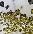 Einkristalle von Urantetrachlorid (Bildbreite ca. 7 mm)