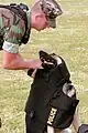 Schusssichere Weste für einen Diensthund.