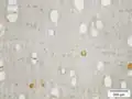 Mikroskopierter Querschnitt von Dalbergia cearensis (200 nm; ungefärbt)