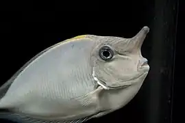 Nasendoktorfisch
