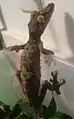 Blattschwanzgecko Arongo