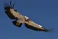 Im Flug