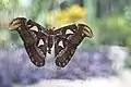 Eierlegendes Weibchen des Atlasspinners (Attacus atlas)