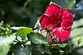 Weiße Baumnymphe (Idea leuconoe) an Hibiskusblüte