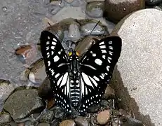 Flügeloberseite Weibchen