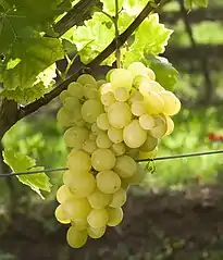 Königin der Weingärten