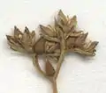 Valerianella dentata subsp. eriosperma