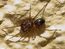 … und männlicher Ameisenvagabund (Phrurolithus sp.)