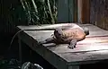 Komodowaran