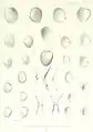 Erycina recluzii illustriert von Pierre Lackerbauer (1824–1872) (Abbildungen 17–20)