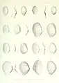 Abra recluzii illustriert von Henri Célestin Formant (Abbildungen 13–15)