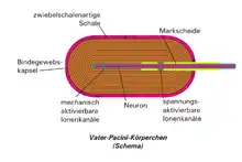 Vater-Pacini-Körperchen wurden im Ligamentum suspensorium clitoridis und im Corpus clitoridis, nicht aber im Glans clitoridis selbst identifiziert; reagieren auf Beschleunigungen, schnell adaptierenden Rezeptoren, Vibrationsrezeptor