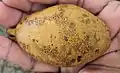 Kapselfrucht von Vateria indica