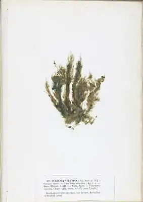 Vaucheria velutina