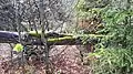 Vegetation 14 jahre nach Kyrill