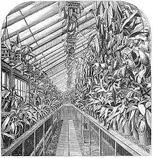Illustration der Gewächshäuser von J. Veitch um 1870