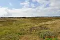 Heide mit Wasserflächen bei Vejers