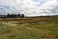 Heide bei Vejers mit Kiefernwald