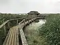 Holzsteg durch den Sumpf/ Schilfgürtel und eine der Hütten zur Vogelbeobachtung