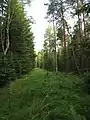 Lichtung