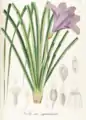 Vellozia squamata