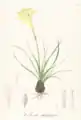 Vellozia sulphurea