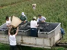 Traubenlese an der Côtes de Beaune im Burgund