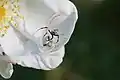 Veränderliche Krabbenspinnen bei der Paarung in einer Rosenblüte